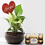 Love You Money Plant & Ferrero Rocher