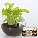 Money Plant Round Vase & Ferrero Rocher