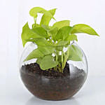 Money Plant Round Vase & Ferrero Rocher