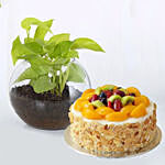 Money Plant Round Vase & Fruit Cake