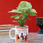Picture Birthday Syngonium Plant