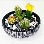 Cactus & Echeveria In Ceramic Bowl