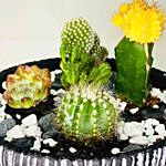 Cactus & Echeveria In Ceramic Bowl