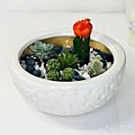 Echeveria & Cactus Plants In Ceramic Bowl