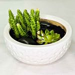 Echeveria & Cactus Plants In Ceramic Pot