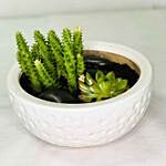 Echeveria & Cactus Plants In Ceramic Pot
