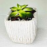Echeveria Plant In Ceramic Pot