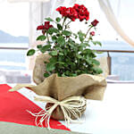 Beautiful Potted Rose Plant