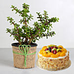 Classic Jade Plant With Fruit Cake