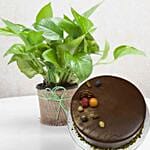 Classic Money Plant With Chocolate Cake