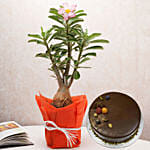Desert Rose Adenium Plant With Chocolate Cake