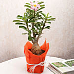 Desert Rose Adenium Plant With Chocolate Cake