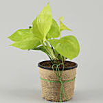 Money Plant with Personalised Cushion