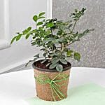 Plant of Evergreen Muraiya Exotica Dwarf