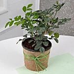 Plant of Evergreen Muraiya Exotica Dwarf