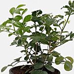 Plant of Evergreen Muraiya Exotica Dwarf