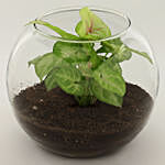 Syngonium Plant in Glass Vase