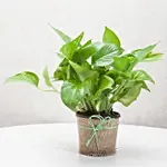 Beautiful Classic Money Plant