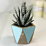 Haworthia Plant With Designer Pot