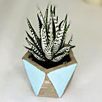 Haworthia Plant With Designer Pot