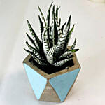 Haworthia Plant With Designer Pot