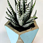 Haworthia Plant With Designer Pot