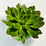 Echeveria Plant With Green Ceramic Pot