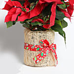 Poinsettia Plant in Natural Jute