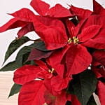 Poinsettia Plant In Wooden Vase