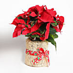 Poinsettia Plant in Natural Jute