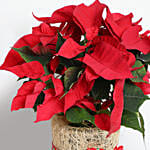 Poinsettia Plant in Natural Jute