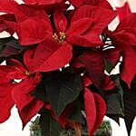 Poinsettia Plant