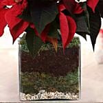 Poinsettia Plant