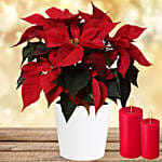 Special Poinsettia Plant