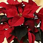 Special Poinsettia Plant