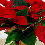 Red Poinsettia Plant In Black Pot