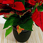 Red Poinsettia Plant In Black Pot