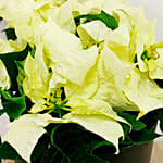 White Poinsettia Plant In Black Pot