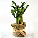 Bamboo Plant Elegant Gift