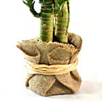 Bamboo Plant Elegant Gift