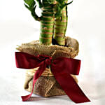Bamboo Plant Elegant Gift