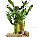 Bamboo Plant Elegant Gift