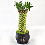 Bamboo Plant In Cute Black Pot