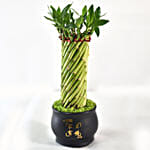 Bamboo Plant In Cute Black Pot