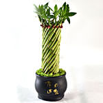 Bamboo Plant In Cute Black Pot