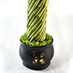Bamboo Plant In Cute Black Pot