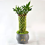 Bamboo Plant In Cute Grey Pot
