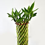 Bamboo Plant In Cute Grey Pot