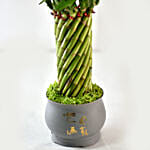 Bamboo Plant In Cute Grey Pot