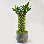 Bamboo Plant In Cute Grey Pot